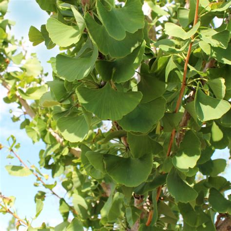 Ginkgo biloba ‘Autumn Gold’ | Autumn Gold Ginkgo - Doty Nurseries