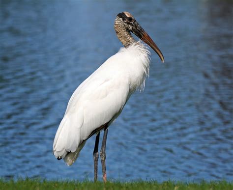 Florida Home Builders Get Federal Government to Reconsider an Endangered Species | Builder Magazine