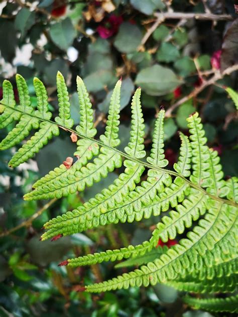 Identify Fern in the Plant ID forum - Garden.org