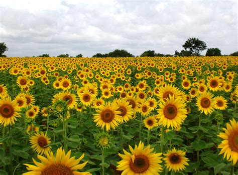 File:Sunflower Field near Raichur, India.jpg - Wikimedia Commons