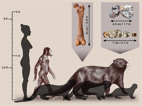 In Ethiopia, scientists identify a fossil otter the size of a lion