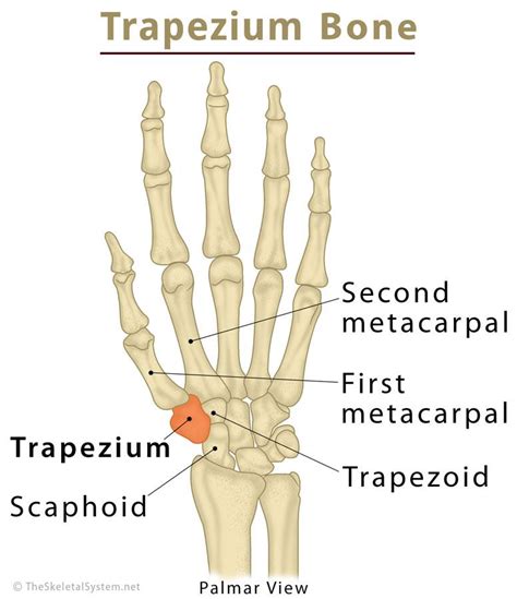 Trapezium Bone Definition, Location, Anatomy, Diagram | The Skeletal System