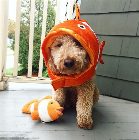 Nemo the fish Halloween Costume, dog halloween costume, goldendoodle ...