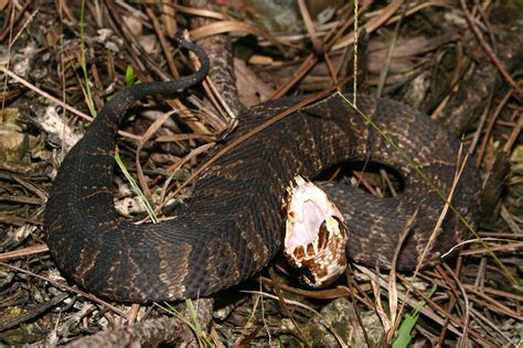 Florida Cottonmouth – Florida Snake ID Guide