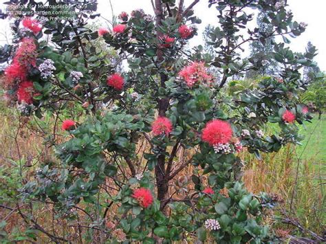 PlantFiles Pictures: Metrosideros Species, Lehua (Metrosideros ...