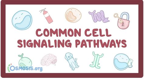 Cell signaling pathways: Video, Causes, & Meaning | Osmosis