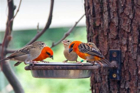 8 Tips for Backyard Bird Feeding: Don’t Put Out Your Feeder Before ...