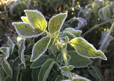 Potato Leaf Frost Injury Analysis with Cryo-Microscopic Techniques