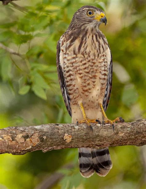 Roadside Hawk | Focusing on Wildlife