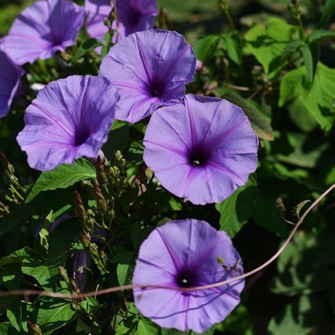 ipomoea nil | Plants, Flora, Photography