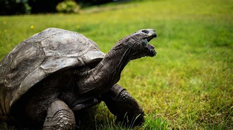 Jonathan the Tortoise: World’s oldest living land animal celebrates ...