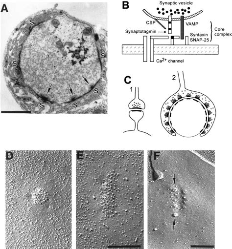 Silent Synapses in Neural Plasticity: Current Evidence