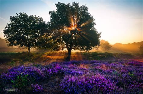 Download Nature Lavender Sunbeam Tree Landscape HD Wallpaper by Christian Schwejda