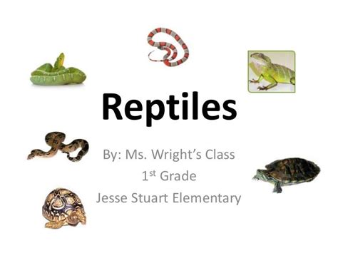 Reptiles Group