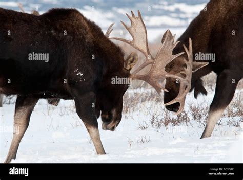 Stock photo of two bull moose fighting Stock Photo - Alamy