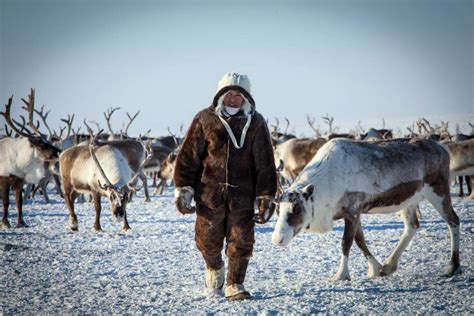 Experts to discuss perspectives of reindeer herding products processing and sales - The Northern ...