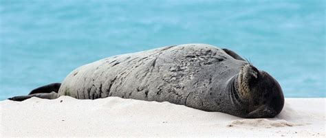 Hawaiian Monk Seals Gain Critical Habitat Protection - The Wildlife Society