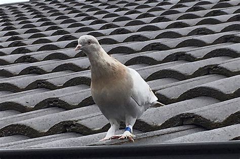 Racing pigeon that traveled to Australia may be killed amid bug fears