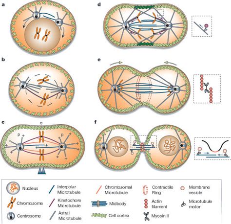 Prophase Mitosis