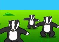 Badger GIFs - Get the best gif on GIFER