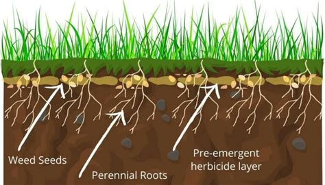 Herbicide 101: Can You Apply Pre-Emergent In The Rain?