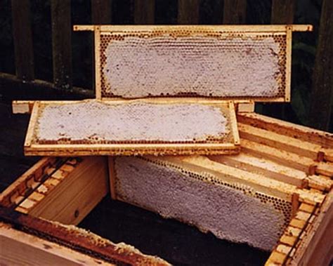 Beekeeping Getting Started | The Life of Bee