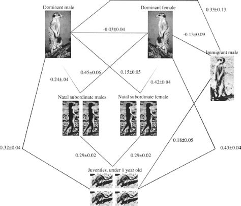 Diagram of an average meerkat group at the Ranch showing the different... | Download Scientific ...