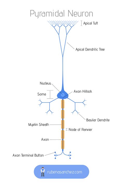 Pyramidal Neuron | Neurons, Anatomy and physiology, Anatomy