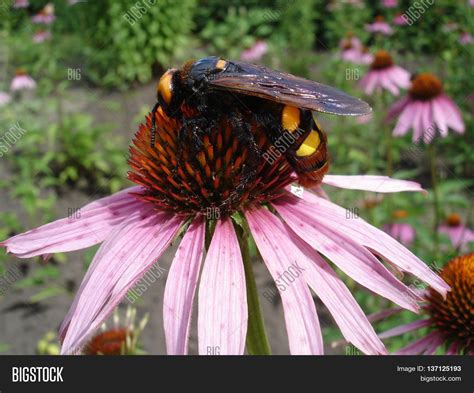 Mammoth Wasp Female ( Image & Photo (Free Trial) | Bigstock