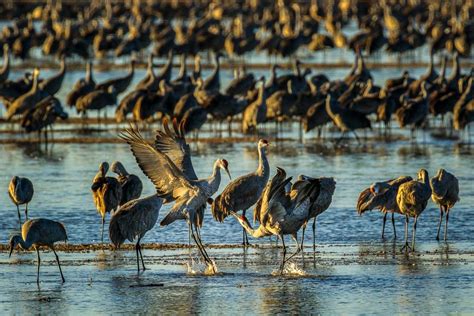 The Best Places to See Nebraska's Sandhill Crane Migration