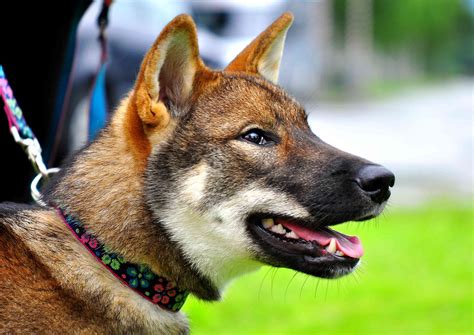 Shikoku: Dog Breed Characteristics & Care