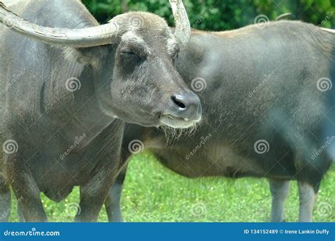 Water Buffalo with Eyes Closed Stock Image - Image of water, closeup: 134152489