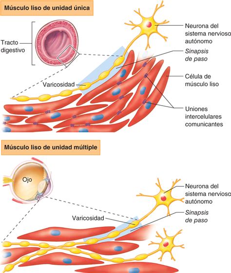 Contractilidad: ¿qué es? Muscular, cardíaca y más