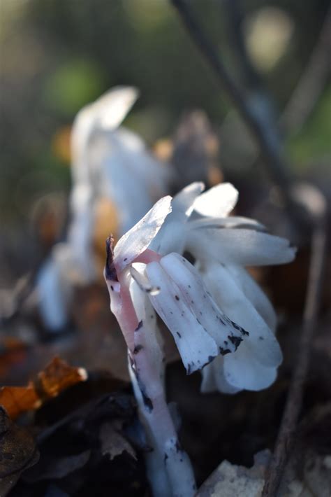 Encountering the mysterious ghost pipe plant | indie herbalist