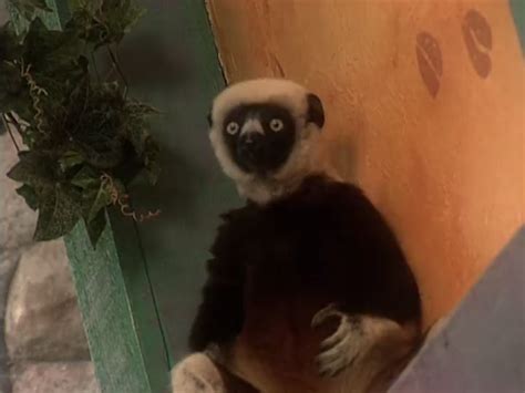 Image - Zoboomafoo Live-Action.png | The Zoboomafoo Wiki | FANDOM ...