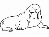 Cartoon Walrus Coloring Page  Free Printable Pages For Kids sketch template