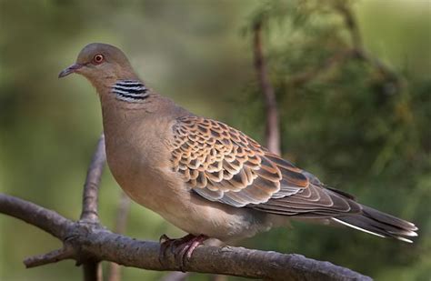 TURTURICA ORIENTALA - PORUMBEI SI TURTURELE EXOTICE - hobbyzoo