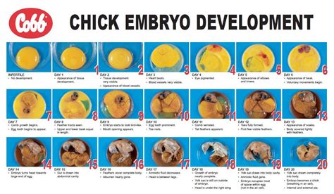 Embryo development chart | First Grade Science | Pinterest | Chart