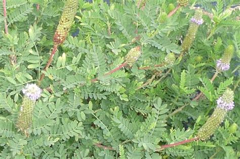 Pin on North American Wildflowers