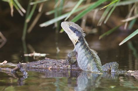 Water Dragon - Facts and Beyond | Biology Dictionary