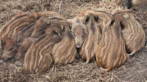 Many Wild Boar Piglets Sleeping Stock Video 12236005 | HD Stock Footage