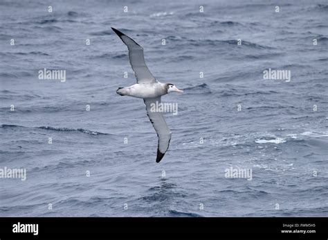 Antipodean albatross hi-res stock photography and images - Alamy