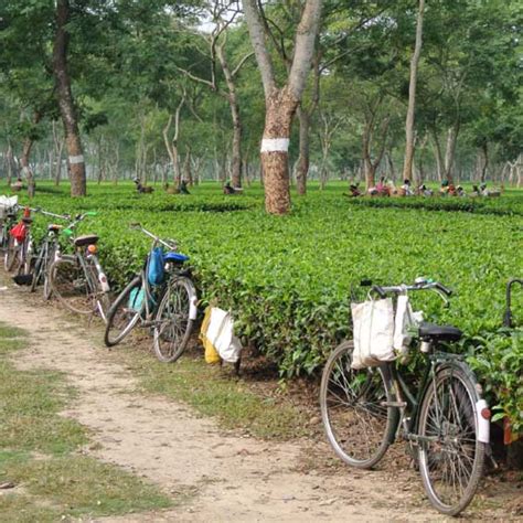 Improving conditions in tea plantations in Assam - Fairtrade