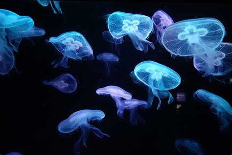 Blue Jellyfish Sting