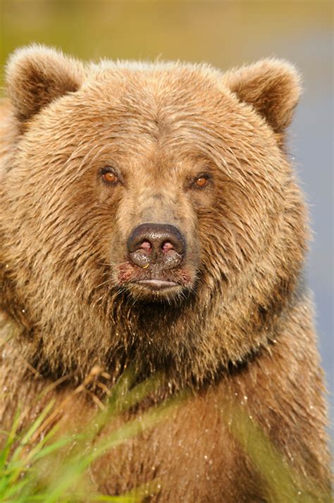 Grizzly bear photos | Alaska bear pictures | Alaska grizzlies photos