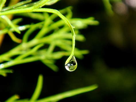 Dew Drops Water Drip - Free photo on Pixabay