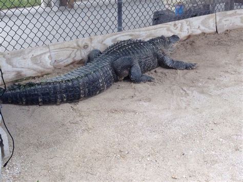 WHAT !!!! GATOR | Animals, Vacation, Gator