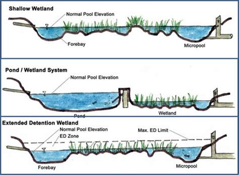 Major wetland types | Wetland, Pond, Rain garden