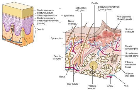 Integumentary System Parts And Functions Picture | MedicineBTG.com