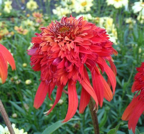 A double orange coneflower. It had me at "A..." Echinacea ‘Hot Papaya’ | Plants Nouveau ...